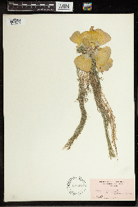 Pistia stratiotes image