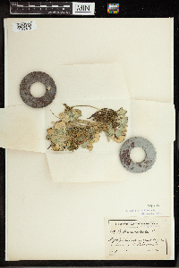 Pistia stratiotes image