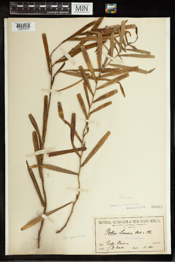 Pothos loureiroi image