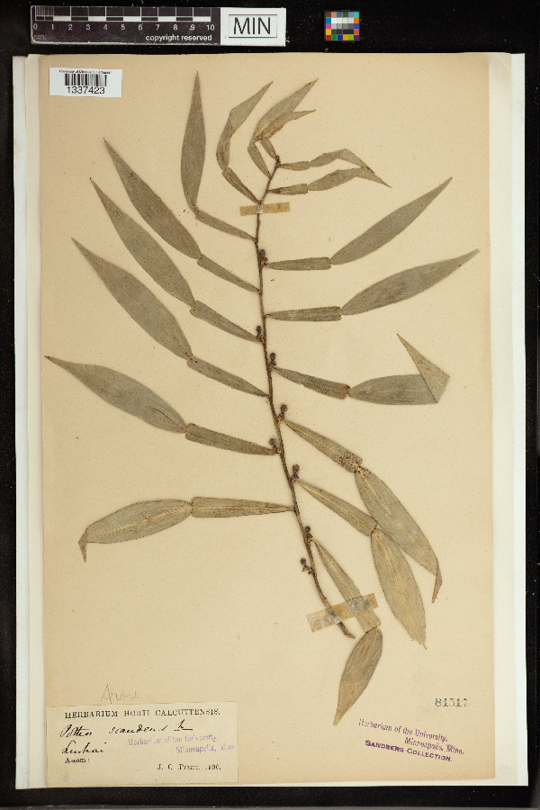 Pothos scandens image