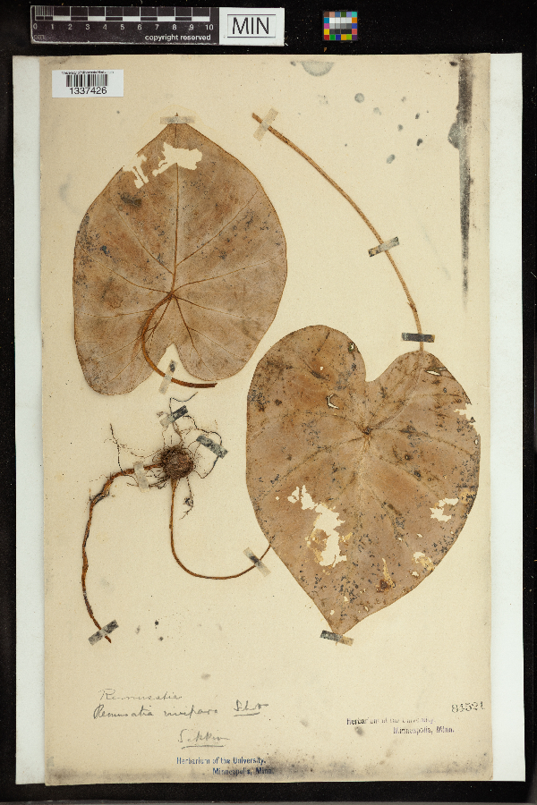 Remusatia vivipara image