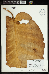 Image of Rhaphidophora aurea