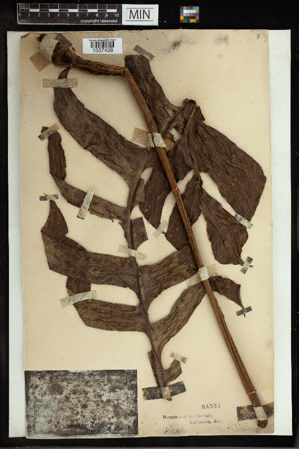 Rhaphidophora beccarii image