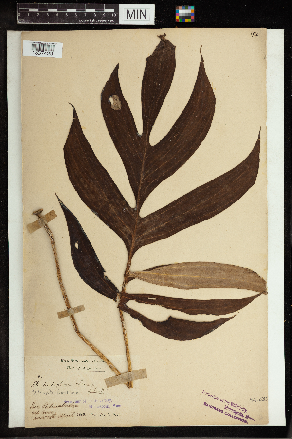 Rhaphidophora glauca image