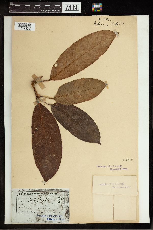 Rhaphidophora lobbii image