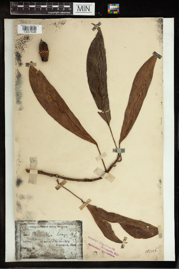 Rhaphidophora image