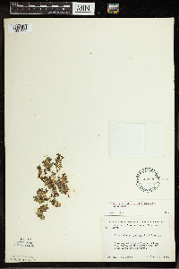 Spirodela polyrrhiza image