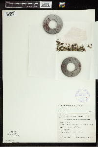 Spirodela polyrrhiza image