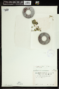 Spirodela polyrrhiza image