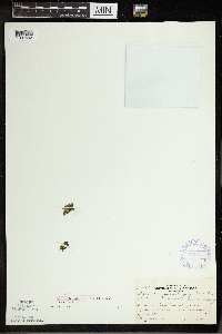 Spirodela polyrrhiza image