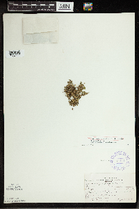 Spirodela polyrrhiza image