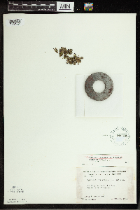 Spirodela polyrrhiza image