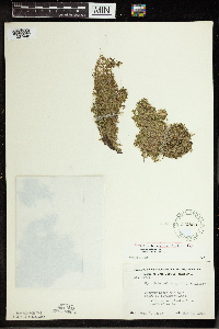 Spirodela polyrrhiza image