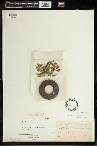 Spirodela polyrrhiza image