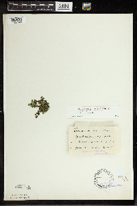 Spirodela polyrrhiza image