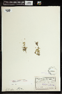 Spirodela polyrrhiza image