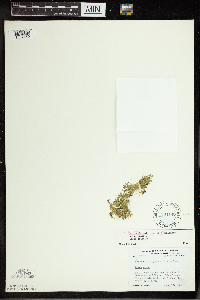 Spirodela polyrrhiza image