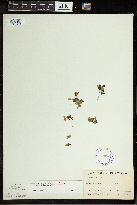 Spirodela polyrrhiza image