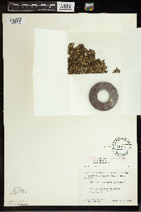 Spirodela polyrrhiza image