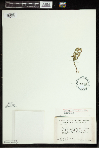 Spirodela polyrrhiza image