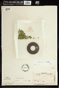 Spirodela polyrrhiza image