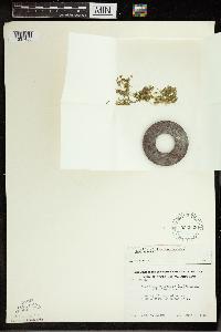 Spirodela polyrrhiza image