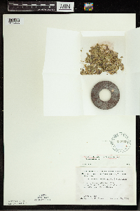 Spirodela polyrrhiza image