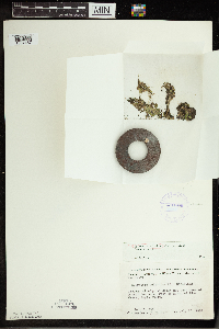 Spirodela polyrrhiza image