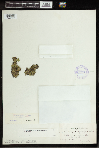 Spirodela polyrrhiza image