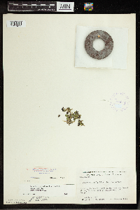 Spirodela polyrrhiza image