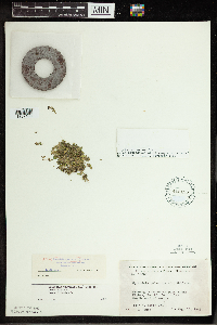 Spirodela polyrrhiza image