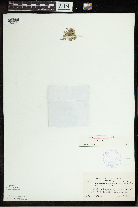 Spirodela polyrrhiza image