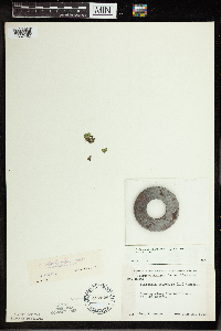 Spirodela polyrrhiza image