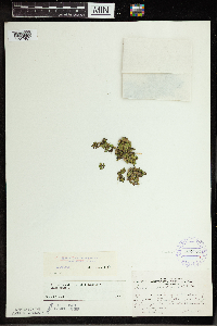 Spirodela polyrrhiza image