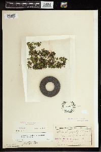 Spirodela polyrrhiza image