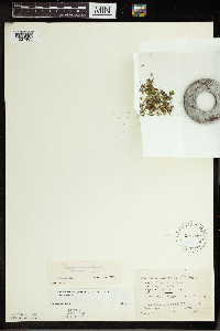 Spirodela polyrrhiza image