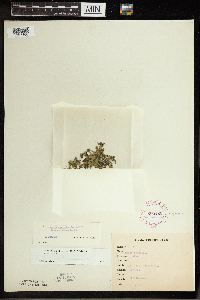 Spirodela polyrrhiza image