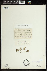 Spirodela polyrrhiza image