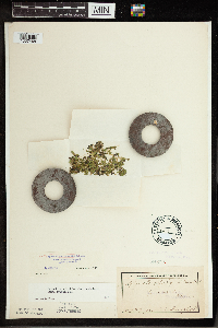 Spirodela polyrrhiza image