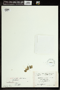 Spirodela polyrrhiza image