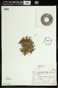 Spirodela polyrrhiza image