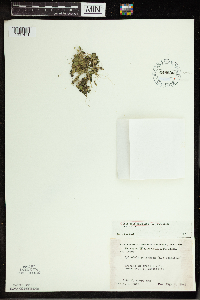 Spirodela polyrrhiza image