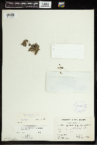 Spirodela polyrrhiza image