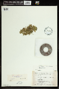 Spirodela polyrrhiza image