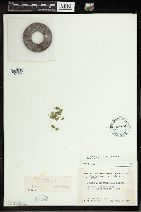 Spirodela polyrrhiza image