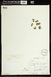 Spirodela polyrrhiza image