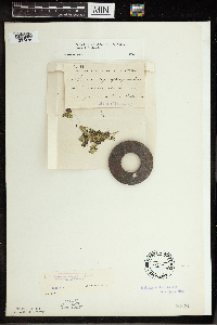 Spirodela polyrrhiza image