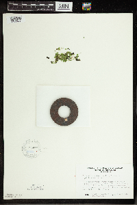 Spirodela polyrrhiza image