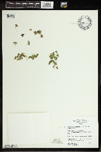 Spirodela polyrrhiza image