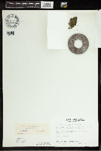 Spirodela polyrrhiza image